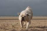 BOULEDOGUE AMERICAIN 168